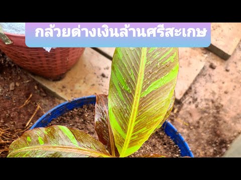 เรื่องนี้ถึงล้าน-ประสบการณ์ครั เรื่องนี้ถึงล้าน-ประสบการณ์ครั