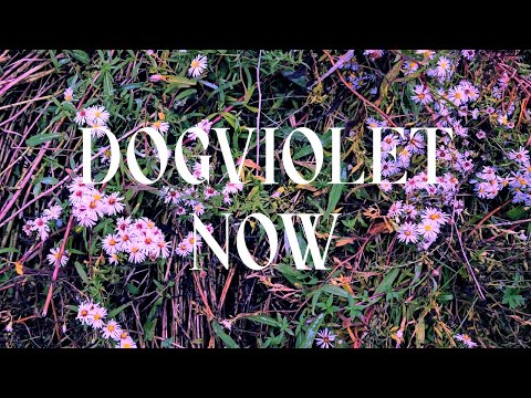 Dogviolet Concert Tickets - 2026 Tour Dates