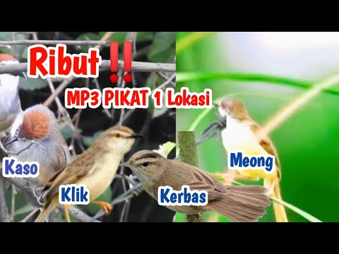 Update‼️ Suara Pikat Ribut P.Meong Kejepit,Kerak  Basi Alis Hitam,P.Alang2,Kaso2