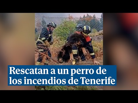 Los bomberos rescatan a un perro durante el grave incendio de Tenerife