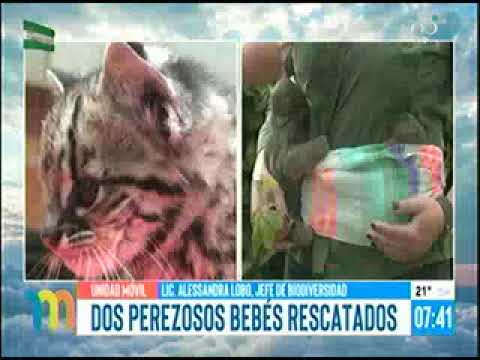 20092022 ALEZANDRA LOBO ANIMALES SILVESTRES FUERON QUE SE COMERCIALIZAN FUERON RESCATADOS RED UNO