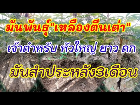 มันพันธุ์เหลืองตีนเต่า-เจ้าตำห มันพันธุ์เหลืองตีนเต่า-เจ้าตำห