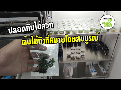 วิธีแพคต้นไม้ส่งด้วยถุงซิป-ปลอ วิธีแพคต้นไม้ส่งด้วยถุงซิป-ปลอ