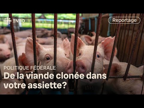 Clonage d’animaux : Ottawa veut faciliter la mise en marché