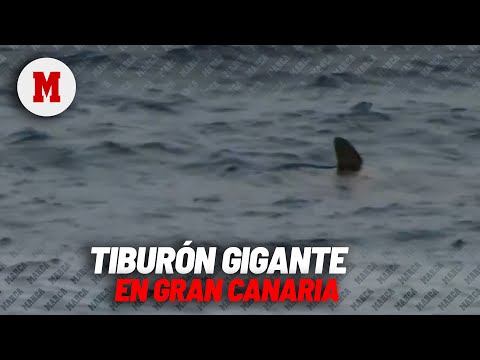 Un tiburón gigante causa el pánico en las playas de Gran Canaria: gritos aterradores I MARCA