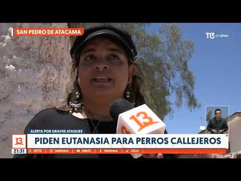 Piden eutanasia para perros callejeros en San Pedro de Atacama
