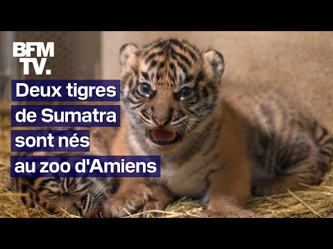 Deux tigres de Sumatra sont nés au zoo d'Amiens