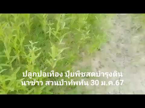 ทัพทัน30567