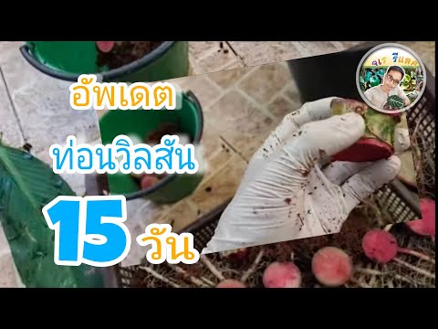 อัพเดทวิลสัน(ลูกผสมหงสา)ด่าง อัพเดทวิลสัน(ลูกผสมหงสา)ด่าง