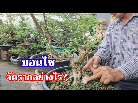 👉🌿ต้องจัดรากสร้างงานบอนไซให้ได