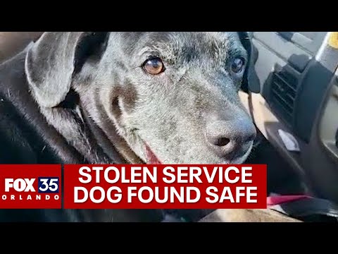 Stolen service dog reunited with owner