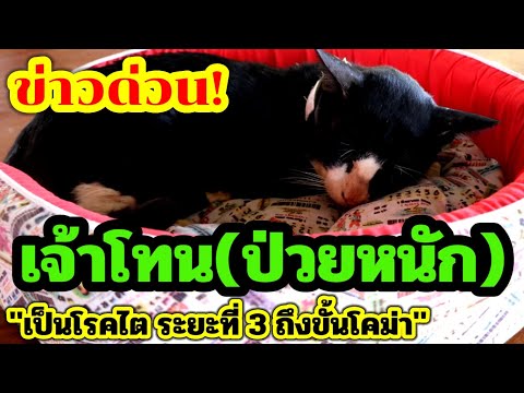 ข่าวด่วน-เจ้าโทน(ป่วยหนัก)เป็