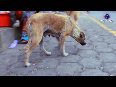 300 mil perros en situación de abandono, tan solo en la capital potosina