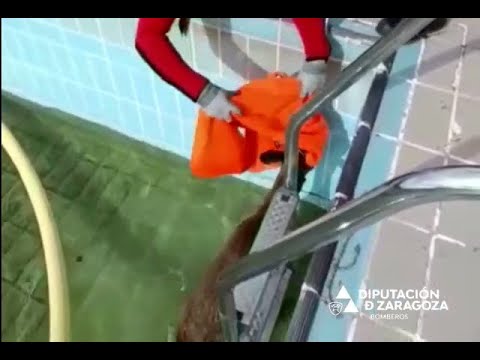 Bomberos de la DPZ rescatan a un corzo atrapado en las piscinas de Añón de Moncayo