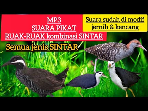 Suara pikat ruak-ruak campur sintar (semua jenis sintar) #burung