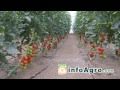 Помидоры: Cultivo del tomate