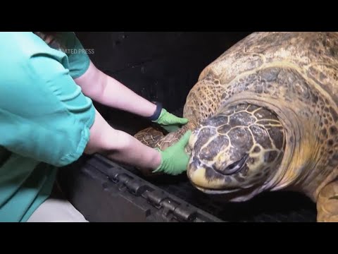 Sea turtle housed at Boston aquarium for more than 50 years passes another physical