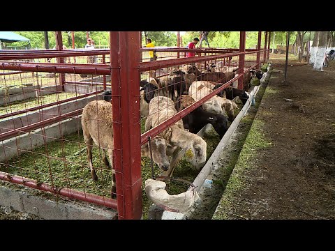 INTA inaugura granja de mejoramiento genético ovino y caprino