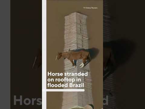 Horse stranded on rooftop in flooded Brazil #shorts