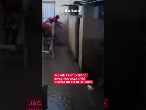 JACARÉ É ENCONTRADO INVADINDO CASA APÓS CHUVAS NO RIO DE JANEIRO