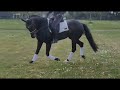 Dressage horse Super chique 5-jarige merrie v.Furstenball ( halfzus gp paard Zaïre)