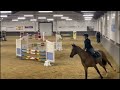 Show jumping horse Aangeboden: kwaliteitsvol springpaard met goede gangen