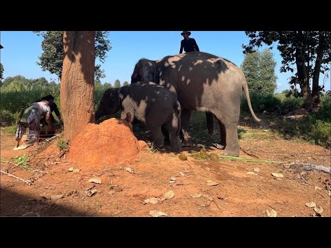 เพชรจ้าจะเข้าโรงเรียนแล้ว❤️🐘