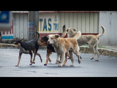 Callao: Salvaje ataque de perros que andaban sueltos y sin bozal desfigura a niño