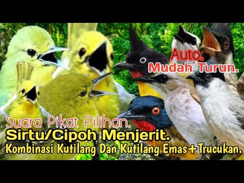 SUARA PIKAT,‼️ SIRTU/CIPOH MENJERIT KOMBINASI KUTILANG DAN KUTILANG EMAS+TRUCUKAN..