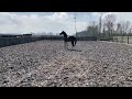 Dressuurpaard Royal Weltino, 3 jarige KWPN Ruin uit predicaat rijke stam