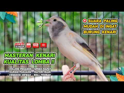 Kenari GACOR NGEREK‼️ Masteran Kenari PAUD dan Pancingan Kenari MACET BUNYI dan Betina NGIWIR - 314