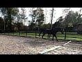 Show jumping horse 3 jarige zwarte hengst pegase van 't ruytershof