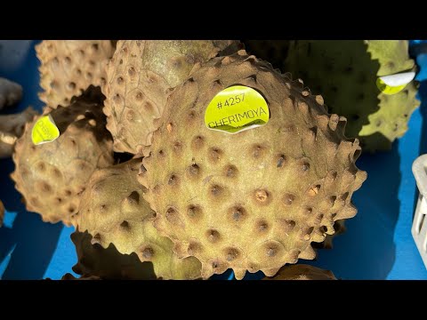 #cherimoya-ผลไม้แปลกๆ-ในอเมริก #cherimoya-ผลไม้แปลกๆ-ในอเมริก