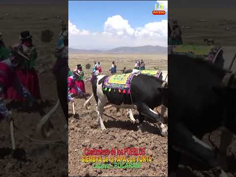 #costumbres #tradition #culture #siembra #cosecha #yunta #agricultura #ganaderia #Pucarani #Bolivia