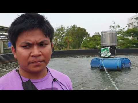 VDO-Biofloc-บอมเด็กเลี้ยงปลา VDO-Biofloc-บอมเด็กเลี้ยงปลา