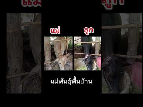 เปลี่ยนวัวพื้นบ้านกลายเป็นสายข