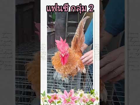 ความสุขของเราซีคอนบางแคไก่แจ