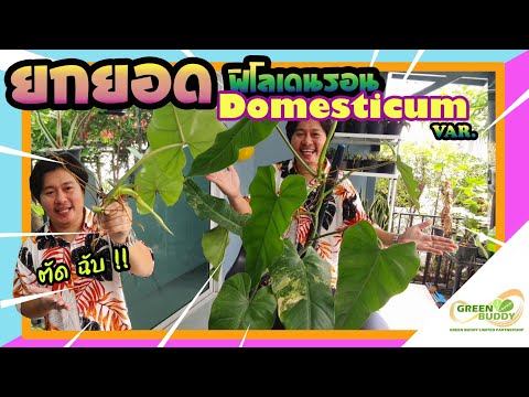 Greenbuddy Channel ไม้ด่างยกยอดlฟิโลเดนรอนโดเมสติกคัมlphilodendrondomesticumvar