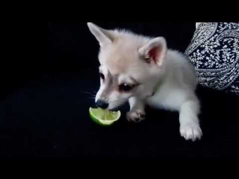 Alaskan Klee Kai Puppy Freaks Out Over Lime