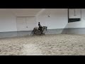 Dressuurpaard 3yo Stallion PSL