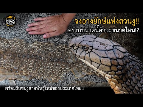 ลุยดิบEP.117คราบจงอางยักษ์!!