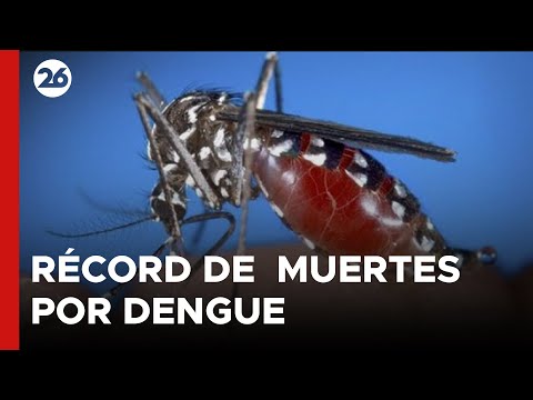 ARGENTINA | Récord de contagios y muerte por dengue