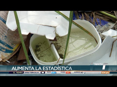Aumentan los casos de dengue en Panamá Este, acumula más de 300