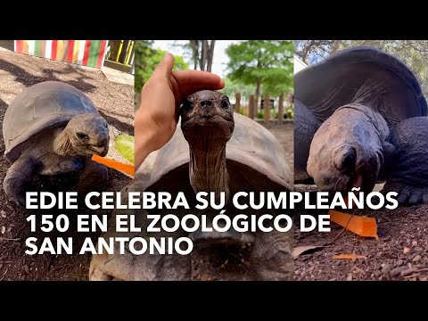 Edie celebra su cumpleaños 150 en el zoológico de San Antonio