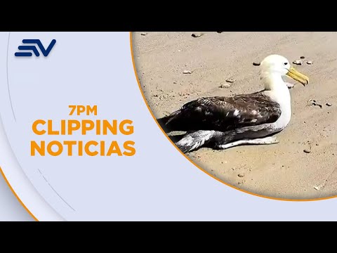 Aves muertas aparecieron en las playas de Manabí y Santa Elena | Televistazo | Ecuavisa