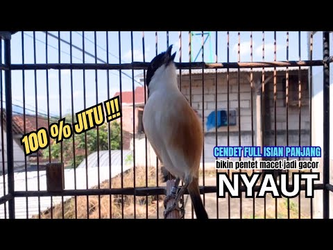 cendet gacor MATERI PANJANG MEWAH buat PANCINGAN CENDET AGAR BUNYI bikin BURUNG PENTET GACOR RESPON