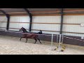 Springpferd --  Stunning 3yo stallion Jumper/Eventer prospect  --