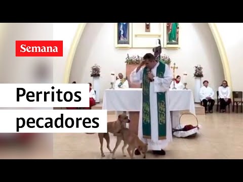 Dos perritos en Brasil interrumpieron una misa para 'pecar' | Semana noticias