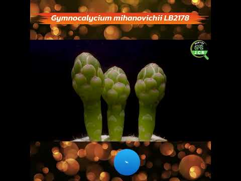 GymnocalyciummihanovichiiLB2
