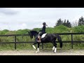 Dressage horse Talented young horse